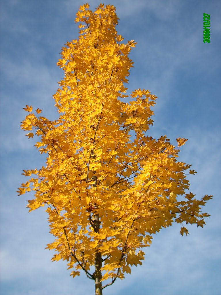 [IMG_4474.JPG]
