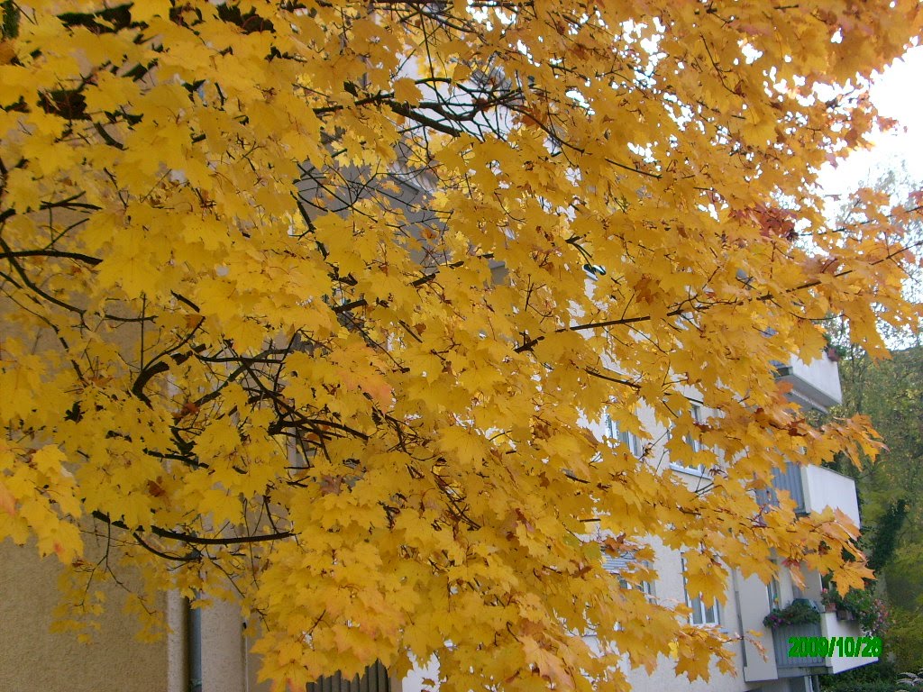 [IMG_4493.JPG]