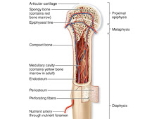 Anatomía ósea