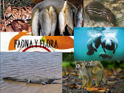 REGION CARIBE (fauna)