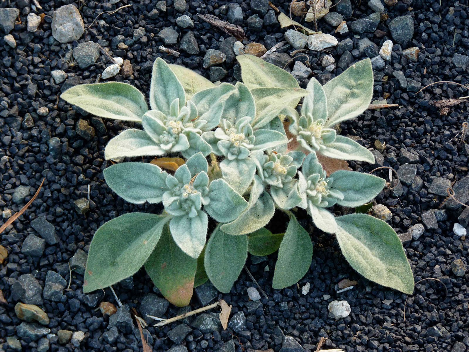 sonoma plant