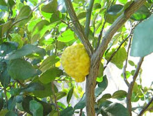 What is Citrus hystrix extract?