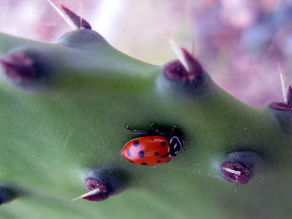 Lady Bug on Cactus