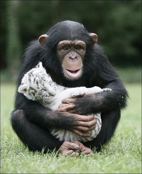 [chimp3.jpg]