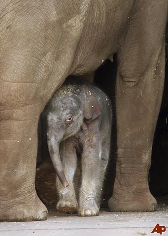 Baby Elephant Who Animal