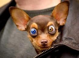 puppy with different colored eyes