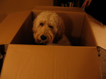 Henry helping me move