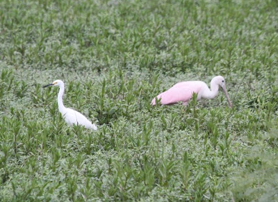 snowy egret and roseate spoonbill