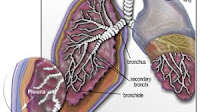 What is the mesothelium ?