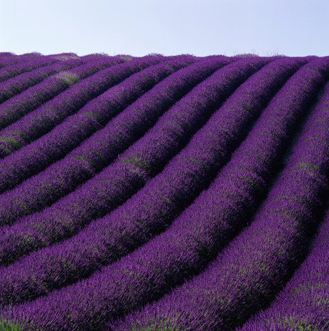 [lavanda.jpeg]