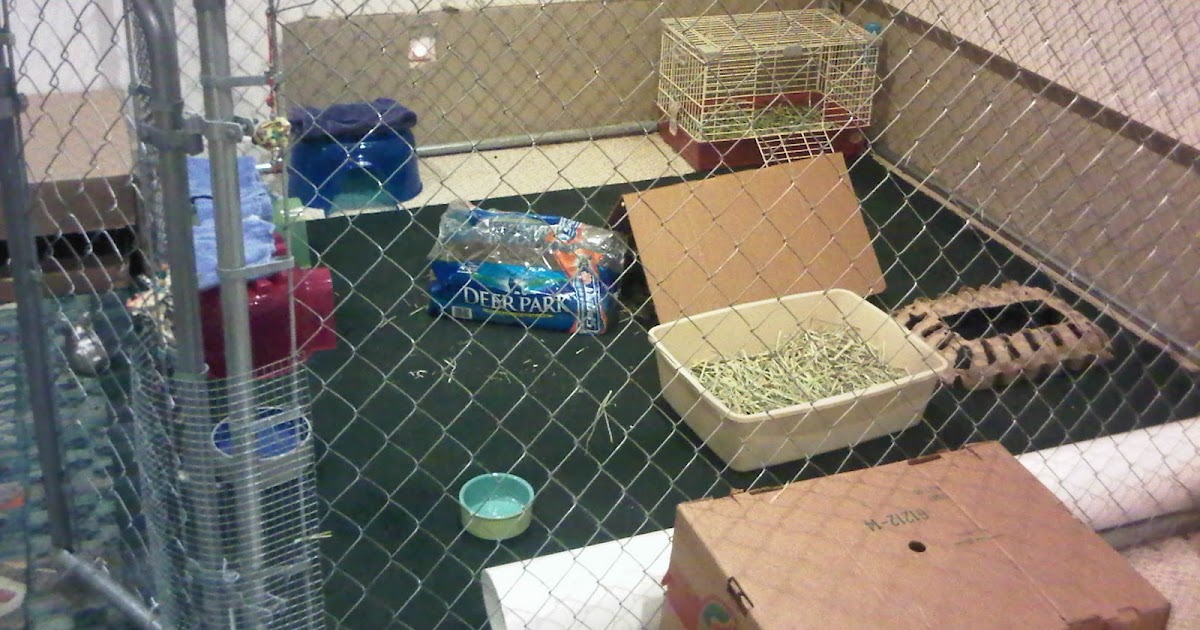 Rabbit Ramblings Rabbit Habitat Why I am explaining where they live