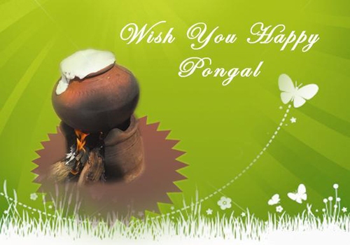 hd pongal festivals wallpapers Wallpapers Of Pongal Festival. hd pongal festivals wallpapers