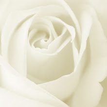 Rosa Blanca...