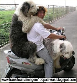 Transito Uma Imagem 100 Palavras 023 Animal Irracional Em Motocicleta transito uma imagem 100 palavras 023 animal irracional em motocicleta