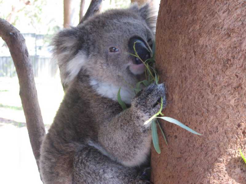 [macquarie+koala.jpg]