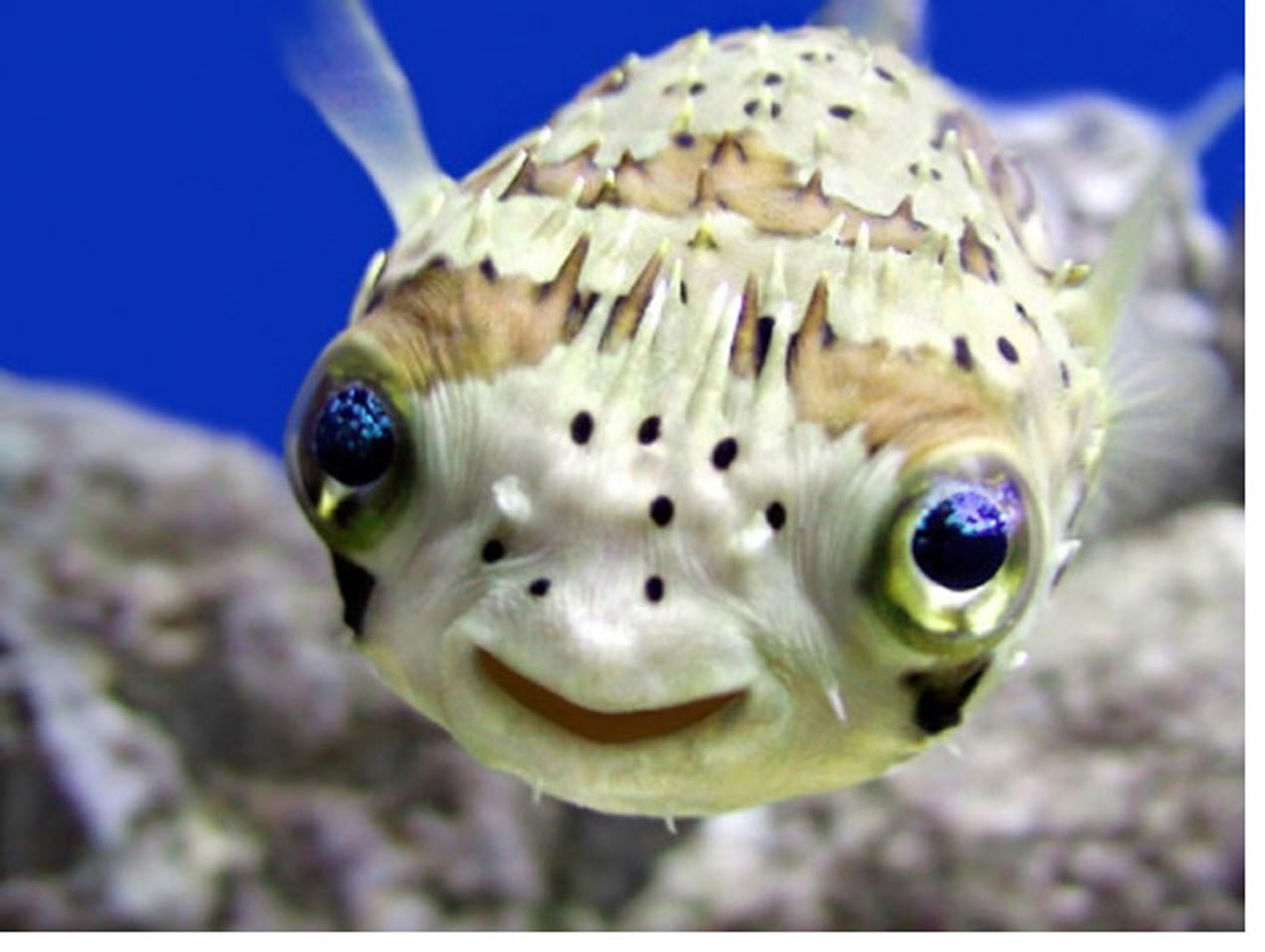 Ocean Fish Ocean Fish