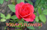 [LOGO_ROSE_02.JPG]
