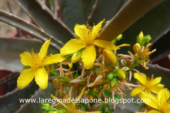 Fiore di iperico foto