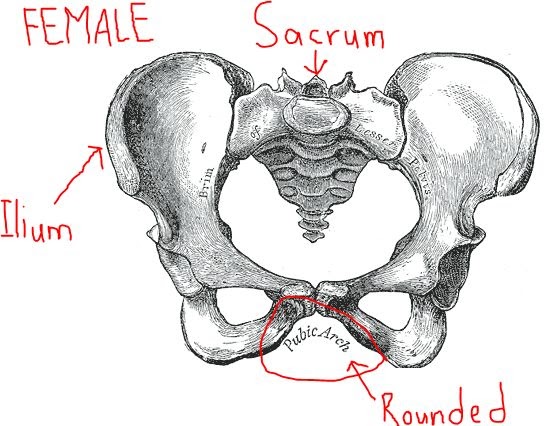 Human Body Diagram Girl ~ Anatomy meaning