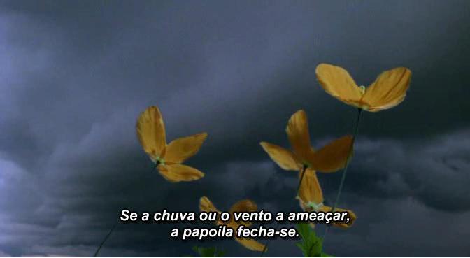 [PAPOILA+MEXICANA2.JPG]