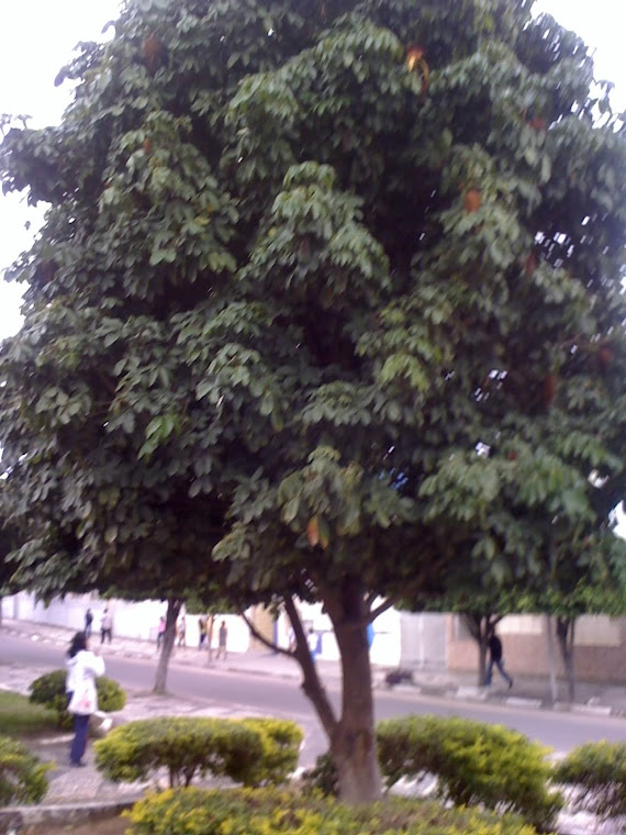 Castanha do Pará