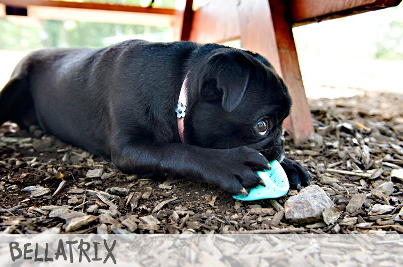 Why Is My Puppy Eating Wood Chips