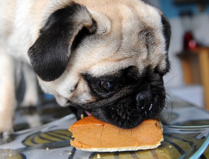 Pug Pie