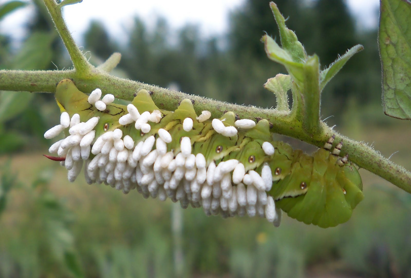 The Essential Herbal Blog: August 2010