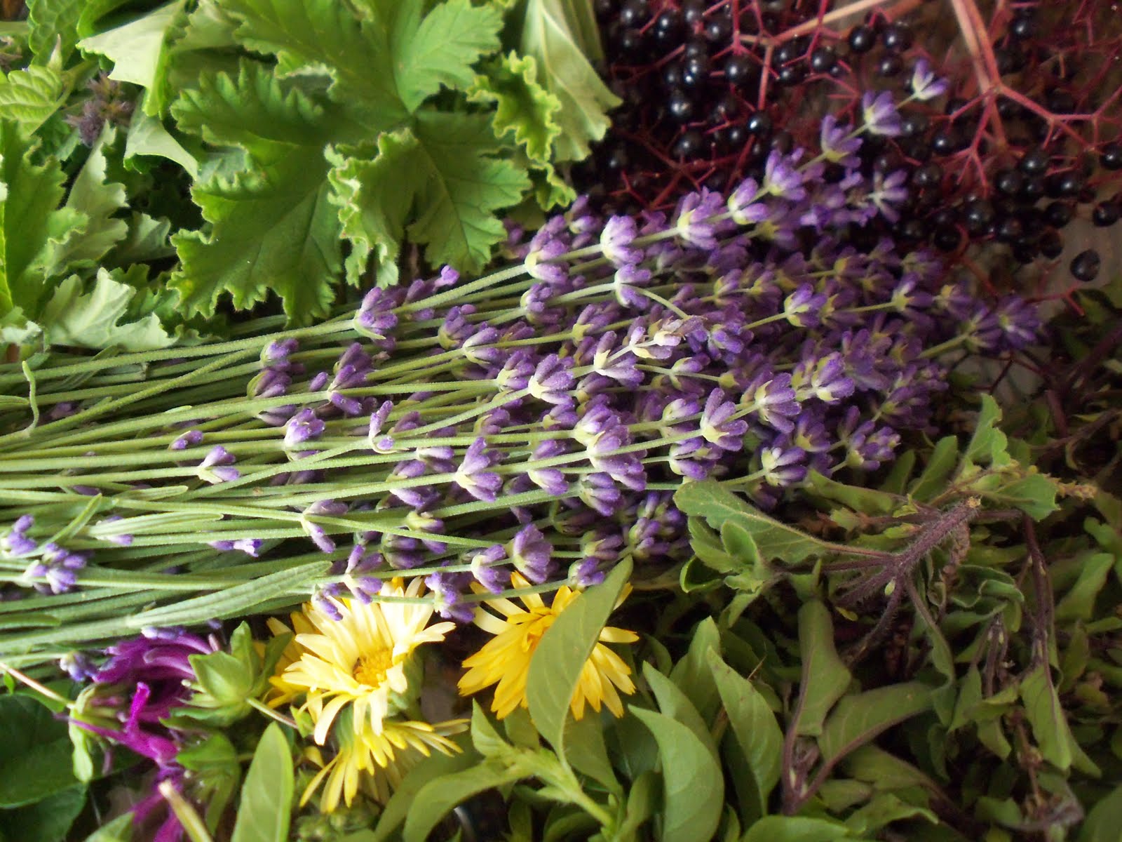 The Essential Herbal Blog Starting out with herbs