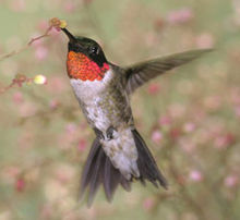 When should hummingbird feeders be taken down in winter?