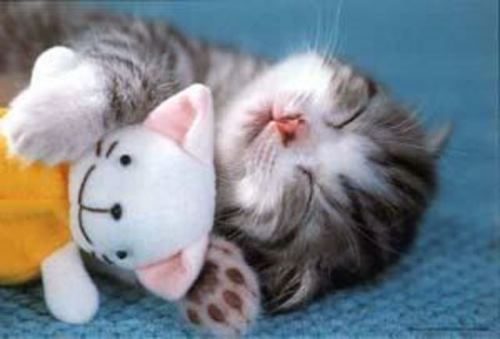 Kucing Lucu Kucing Lucu