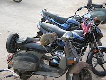 Monkey biker