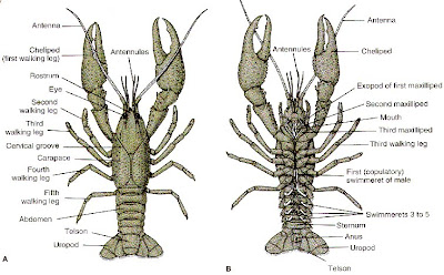 MARINE BIOLOGY - SHINE: Virtual Dissection - Crayfish