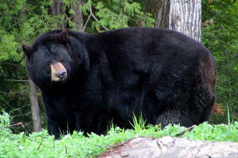 Watch bears and wolves in Minnesota Trip Advisor Pro