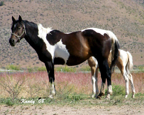 Black Tobiano Horse