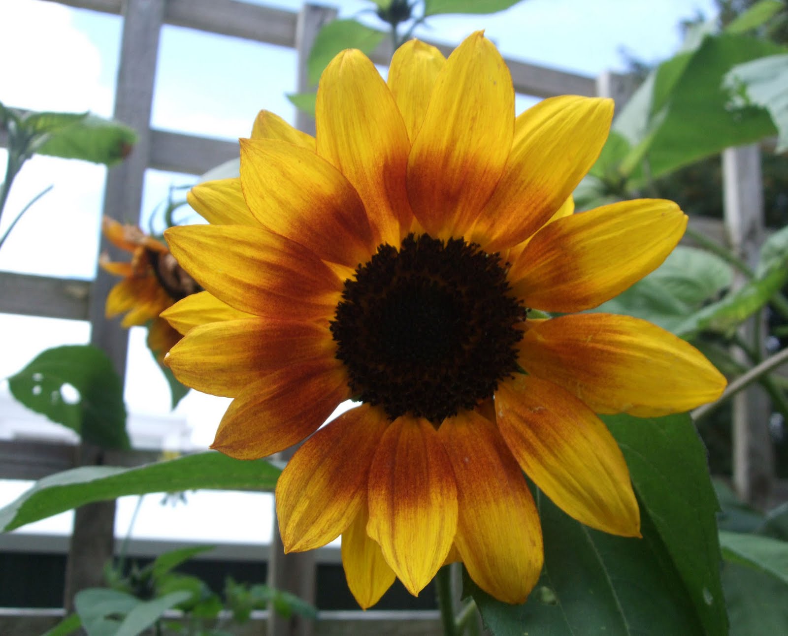[Sunflower.jpg]