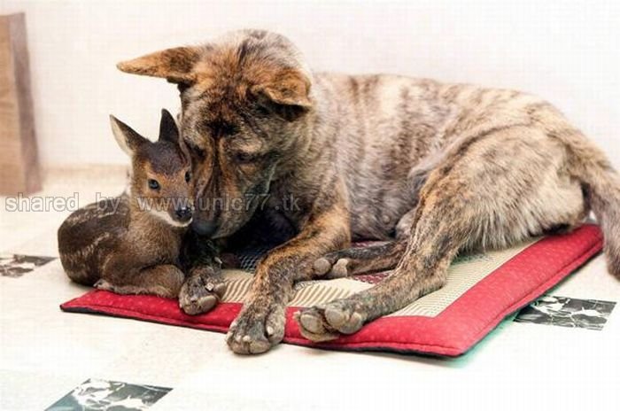 http://2.bp.blogspot.com/_EHi0bg7zYcQ/TKVW0_4b1uI/AAAAAAAAI3M/gEubSlUQPfk/s1600/animal_adoptions_08.jpg