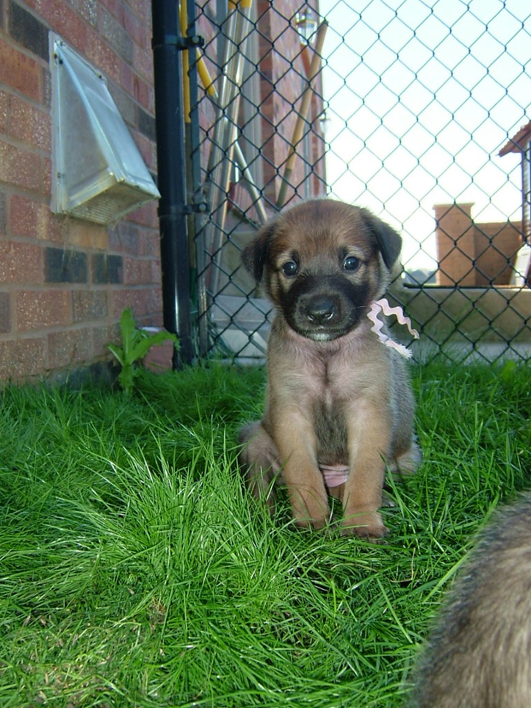 [4+weeks+old22.JPG]