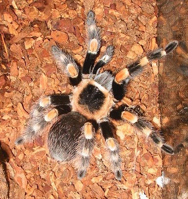 [aranha6.jpg]