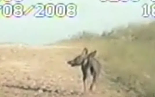 [chupacabra.jpg]