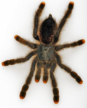 [tarantula1.jpg]
