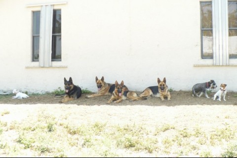 Nuestra familia canina