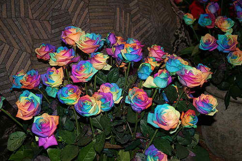 Bunga Tercantik di Dunia RAINBOW ROSES Be Smart
