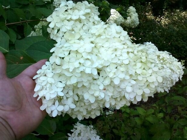 A Chef In The Garden Limelight Hydrangea