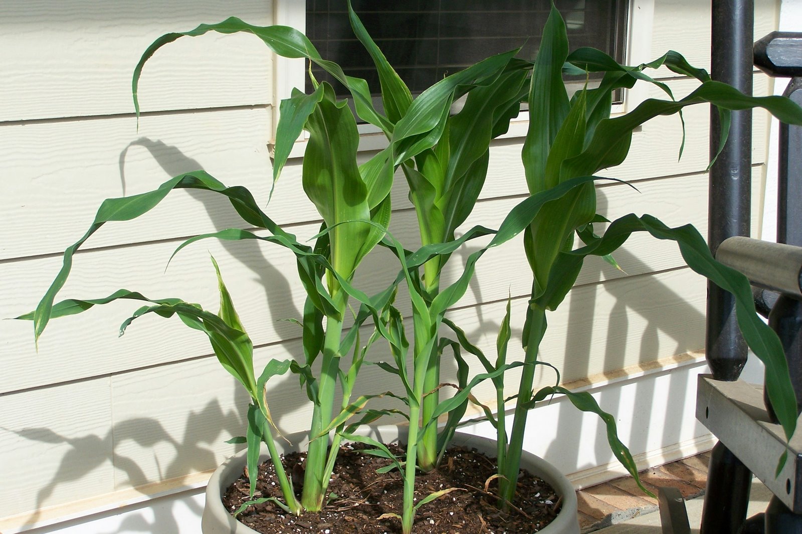 [corn.jpg]