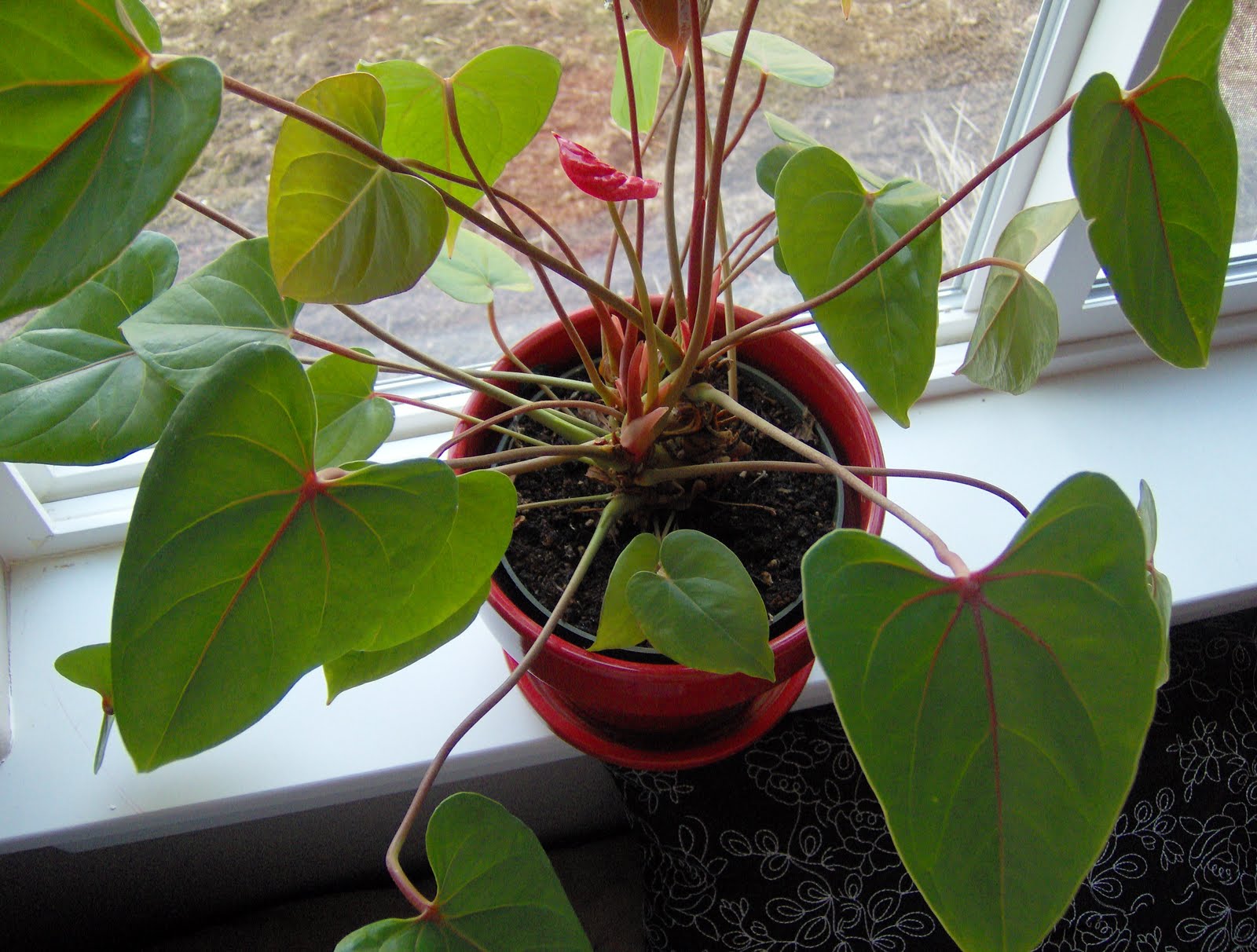 Chad, Jessica and Jet Our love fern is blooming.
