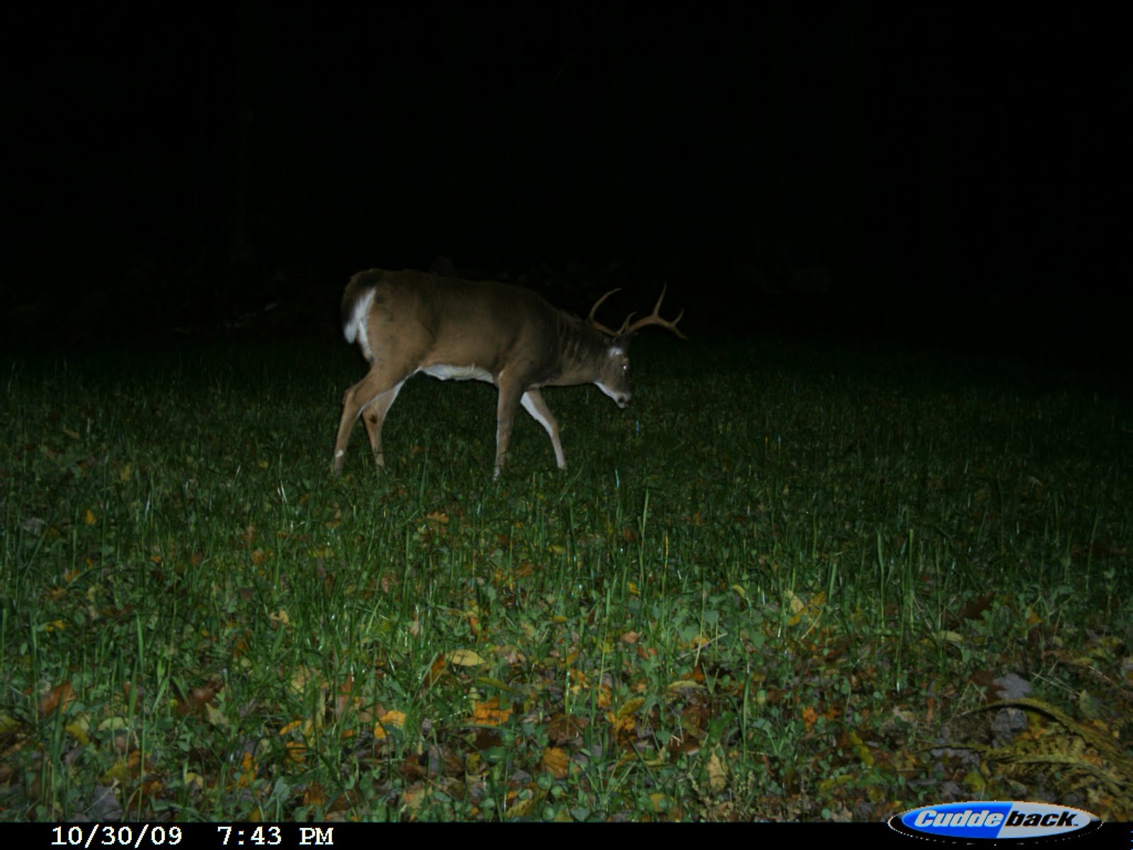 [8pointer+2.JPG]