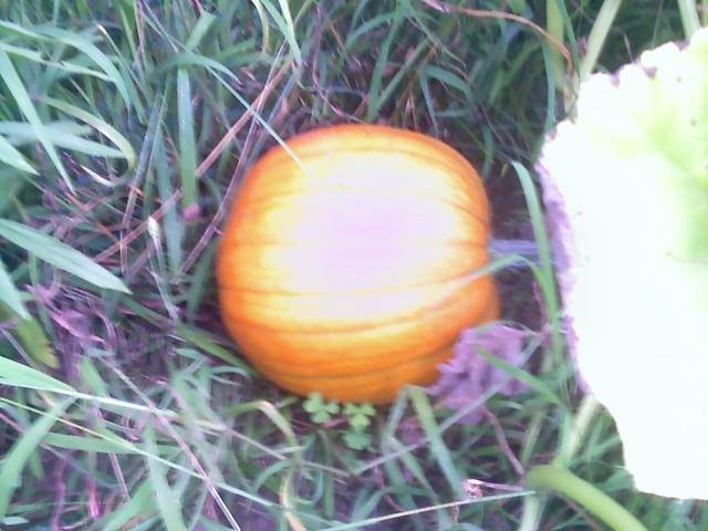 [pumpkin.bmp]