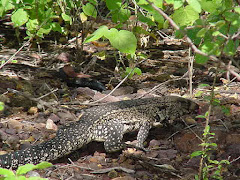 O teiú da  caatinga