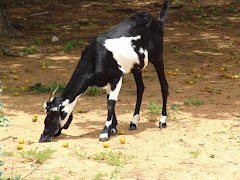 Caprino consumindo frutos do imbuzeiro